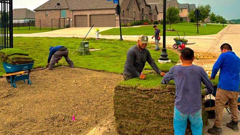 Lawn Replacement in Euless